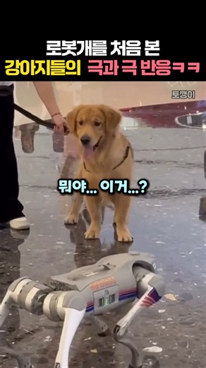 태어나서 처음 본 로봇개! 강아지들의 극과 극 반응ㅋㅋ #동물 #개 #강아지 #웃긴영상 #로봇개