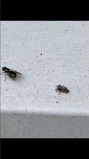 The whole process of a spider catching a fly!