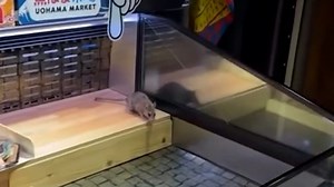 Mouse seen running across sushi at Don Don Donki store