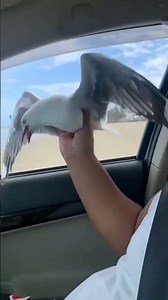 Catching Seagull by Hand 🤣 #seagull #pranking #birdphotography #funnyvideo #shortsfeed