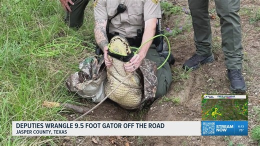 Deputies wrangle 9-foot alligator causing traffic hazard in Jasper County