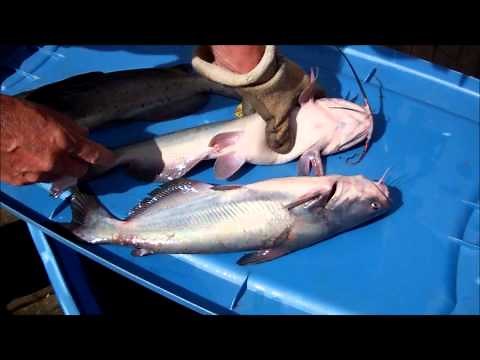 How to tell difference - Blue vs Channel catfish