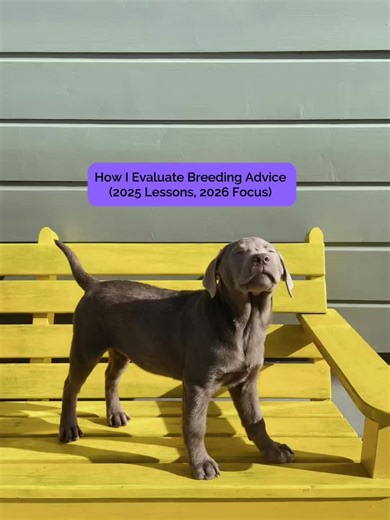 Breeding advice online can be confusing — and often conflicting. This video is a reflection on what 2025 highlighted for me, and my focus going into 2026 as a breeder mentor and educator. My approach is simple: I share information based on formal training and real-world experience, not guesswork or opinion. The goal is to help other breeders make informed decisions and achieve better breeding outcomes. This account is for breeders who want to understand why they’re doing something — not just be 