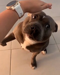 These pets are so confused by this 'don't pat your pet' challenge - they don't know how to react 😂🐶🐱 | LADbible