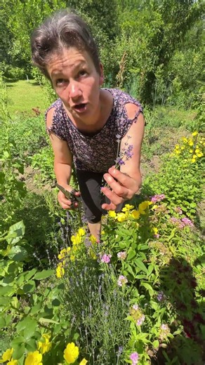 Lavanda , un alt remediu naturist! #garden