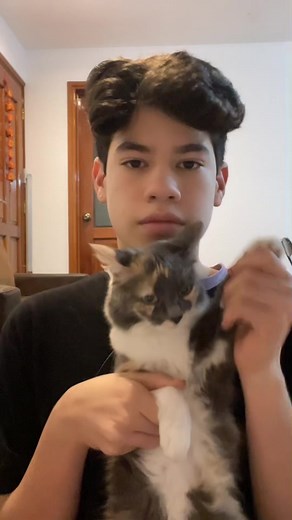 Caring for Your Calico Cat: Tips for Pet Owners