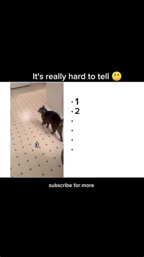 "which meow is real"#short #meme #cat #funny #Usa