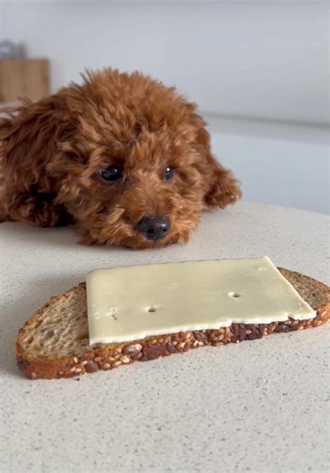 Toy Poodle Puppy Care Tips for New Owners