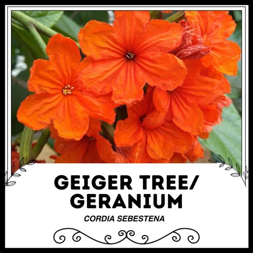 Geranium Cordia, Orange-red, Scarlet Cordia, Orange Geiger Tree, Sebesten Tree