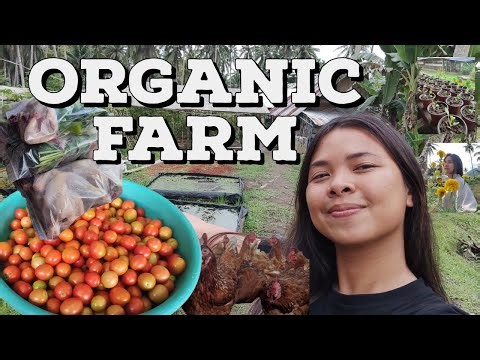 Organic Farm in Abuyog, Leyte, Philippines Tour | Natural Farming set-up | No antibiotics