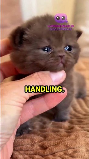 3 Simple Ways to Raise a Calm and Friendly Cat 🐱 #cat #kitten
