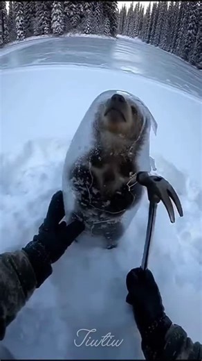 lifehacky50 | Freeing a Standing Frozen Brown Bear Cub 🐻❄️ #AnimalRescue #FrozenWildlife #SORA2 | Instagram