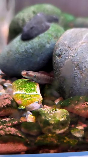 Golden Goby ?? This is Stiphodon pelewensis var Red Really Gorgeous 🔥 #goby #stiphodongoby #stiphodon #stiphodonpelewensis | Lim's Fishes