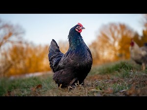Using Chickens to Enrich the Garden