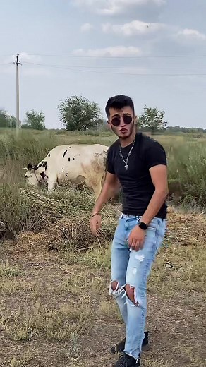 Man and Cow Interact in Rural Outdoor Setting