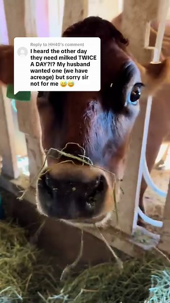 10K views · 121 reactions | milk cows truly can be a dream and bring so much to your homestead, but they definitely are high maintenance and can be quite the divas at times #homestead #dairycow #milkcow #rawmilk #jersey #microdairy | The Little Red Farm | Facebook