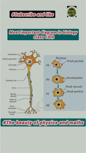 most important diagram in biology class 10th #cbse2026 #physics #studytips #biologyclass #preboard