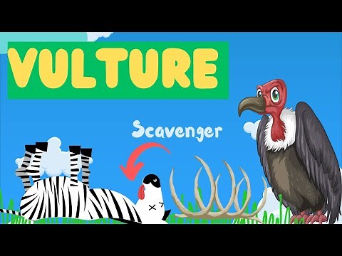 Vultures For Kids | Discovering the World of Vultures: Fun Facts for Kids!