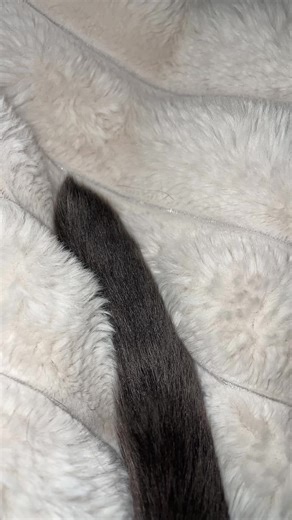 Discover the Shiny World of Oliver the Cat