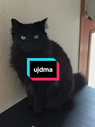 Vidéo au format paysage (test) : une journée dans mon assiette, avec bilan calorique #fruits #doucefrugalite #repas #sucré #mangersainement