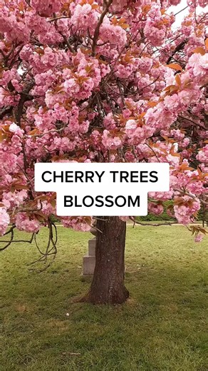 Cherry Blossom Festivals in Paris: A Travel Guide