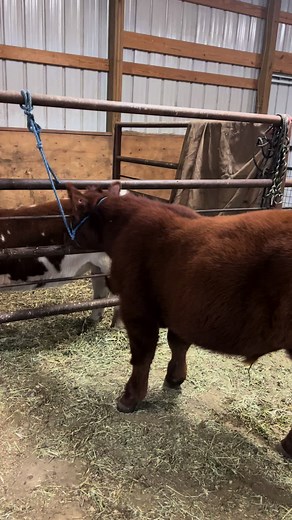 Alfalfa #showcattle #crossbred #crossbredsteer #showsteer