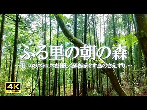 Gentle Birdsongs to Ease Daily Stress | Relaxing Nature Sounds for Calm & Focus [4K]