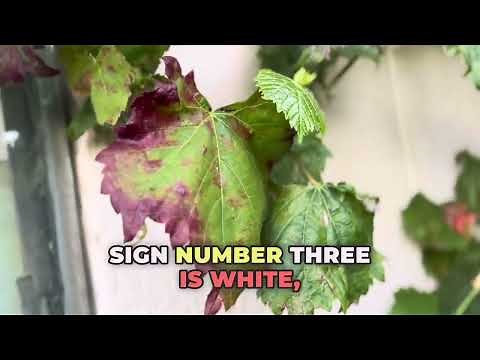 "Why Are Your Grapevine Leaves Turning Yellow, Brown, or Spotty? Causes & Organic Solutions!" 🍇🌿