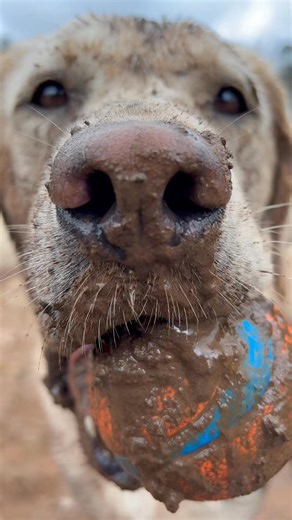 Lilys post mud bath treat 😂 #fyp #sawneedogs | Ramsey Rellss