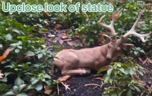Watch Upclose look of male buck statue on Amazon Live