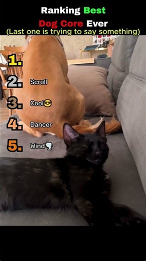 Ranking random dog clips 🐕🔥