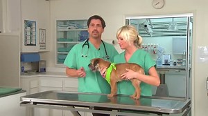 How to Clean Your Labradors Ears - And Why You Should Do It