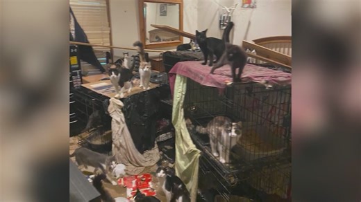 An exclusive look inside the 180 cat-infested Wildwood mansion