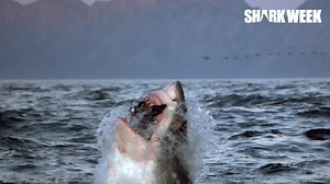 Sharks... 🦈😍💙 Such incredible creatures and so misunderstood! We hope you enjoy the final moments of Shark Week as we draw to a close - check out the website to soak up some final awesome shark content! https://www.discoverychannel.com.au/spotlight/shark-week #SharkWeek2019 | Discovery Channel Australia