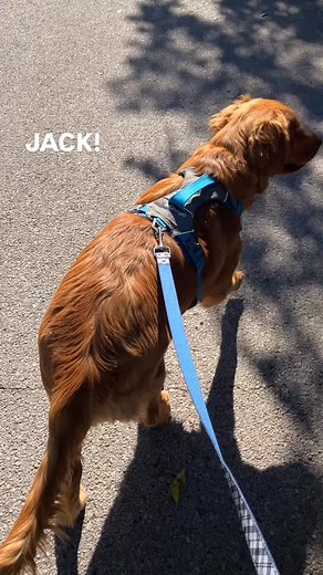 22 reactions | Got to hang with this absolute gem! Jack is so cool. | Butcher Bear | Facebook