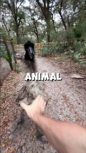 How To Survive an Emu Attack