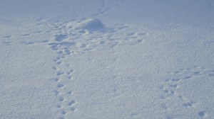 Snow covered ground illuminated by sunlight, ice crystals shimmering and tiny animal tracks in snow. Follow trail of small animal footprints in powdery snow surface. Path through frost covered ground | Premium Stock Video Footage