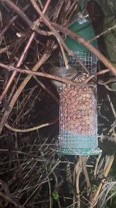 10K views · 1.3K reactions | These amazing little mice are so resilient they have to face all weathers, so by doing my bit for them I hope I make there life a little more comfortable, this was 5:10am this morning I was topping up the feeders and putting extra food out for the mouse families before I went to work. | The Mouse family that live by the brambles | Facebook