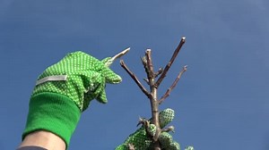 Protecting Young Apple Tree Branch Wound Spring Pruning Garden Wax