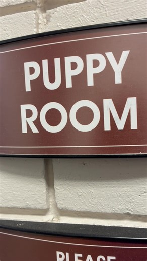 Puppy population explosion! 💥 🐶 **You have to check out the Bull Terrier/GSD’s! Who knew one day Animal Shelter’s would be the go-to place for Designer Dogs!!! 😍😄 | Jackson County Animal Shelter and Animal Control