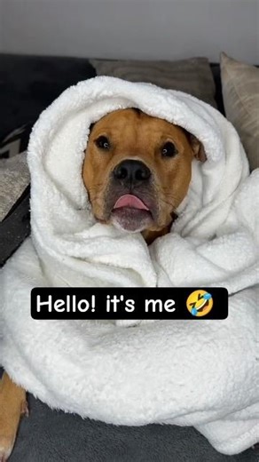 Hello it's me | Animal Insight #helloitsme #doggybestfriend #hello #pitbull #fyp #cute #dog
