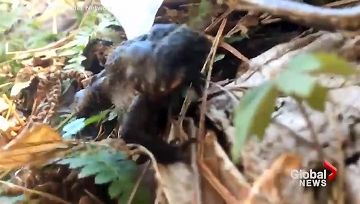 Faceless toad found hopping around forest in Connecticut