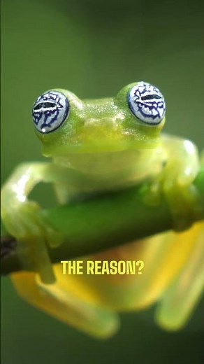 The Frog You Can See Through 🤯