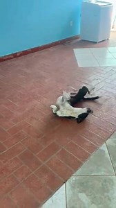 Estou feliz gente. #cat #pets #dog #pet | Marcelo Ribeiro