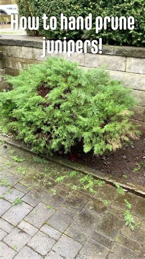How to hand prune junipers #shrubs #pruning #redsealvas #landscaper #gardening #garden