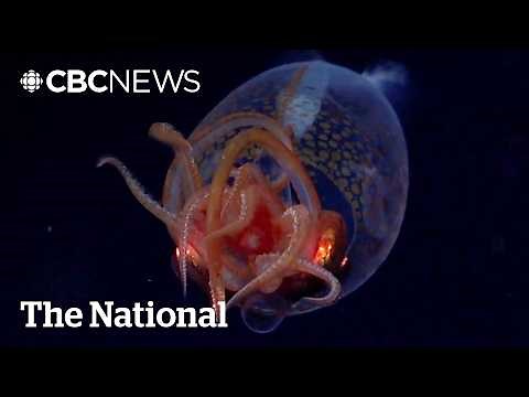 #TheMoment a rare colossal squid was captured on video for the first time