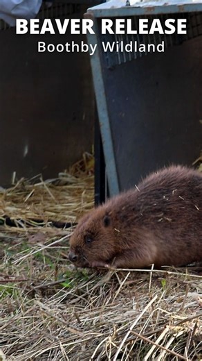 Beavers have been released at Boothby Wildland 🦫💧 It’s been a pleasure to support Nattergal in welcoming a family of beavers to their 200ha enclosure in Lincolnshire. The beaver family travelled from Scotland and completed their health checks at Five Sisters Zoo before release. Our feasibility assessment confirmed that Boothby Wildland has the space, hydrology and long-term management commitment needed to support beavers successfully. After years of preparation, this release marks a significan