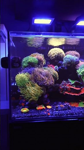The MOST COLORFUL & MESMERIZING Waterbox Reef Tank