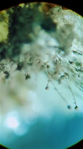 I had to wear a mask for this Apple experiment