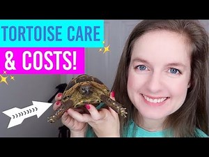Tortoise Care, Setup & Costs
